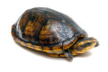 Kinosternon leucostomum postinguinale Nicaragua adult male